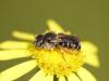 Osmia spinulosa